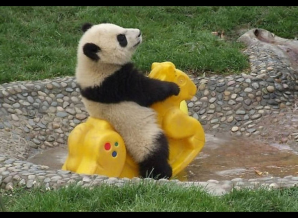 blog_yummypets_panda9_04_14.jpg