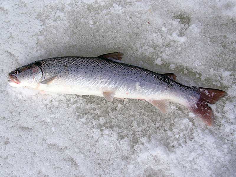 Рыба снежная фото и описание