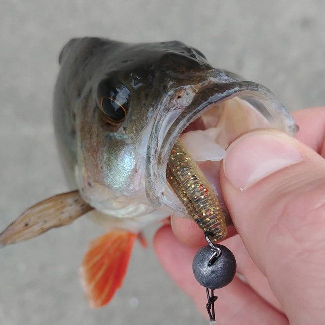 slit_shad_sakura.jpg
