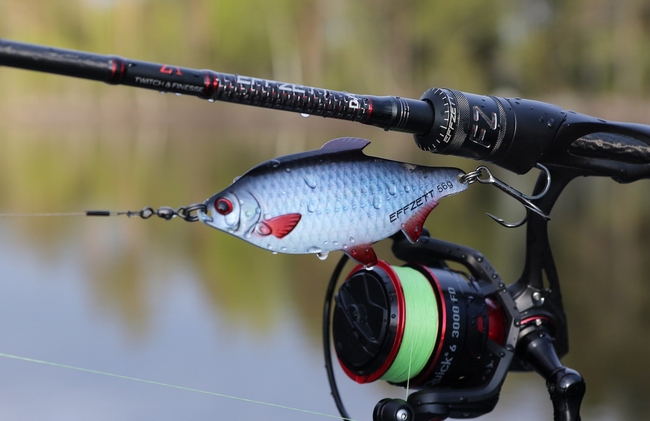 blesna_dam_roach_plotva(1).jpg