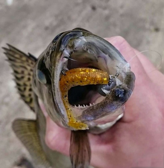 sakura_slit_shad.JPG