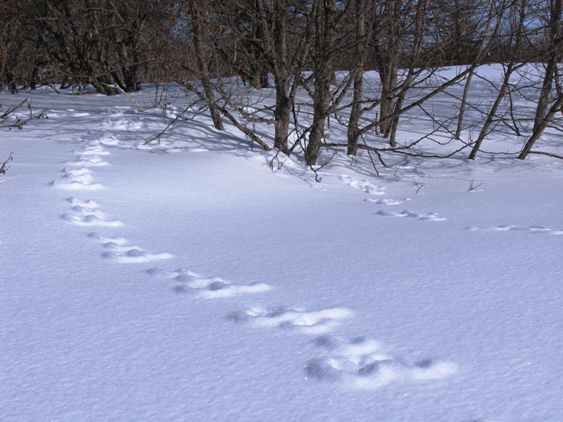 Заячьи и лисьи следы на снегу. Следы на снегу. Следы лисы на снегу. Заячьи следы на снегу. Звериные тропы зимой.
