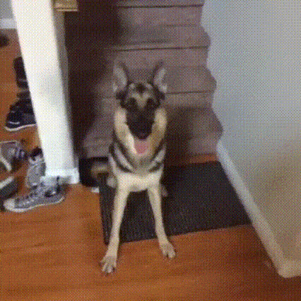 gifs_14.gif