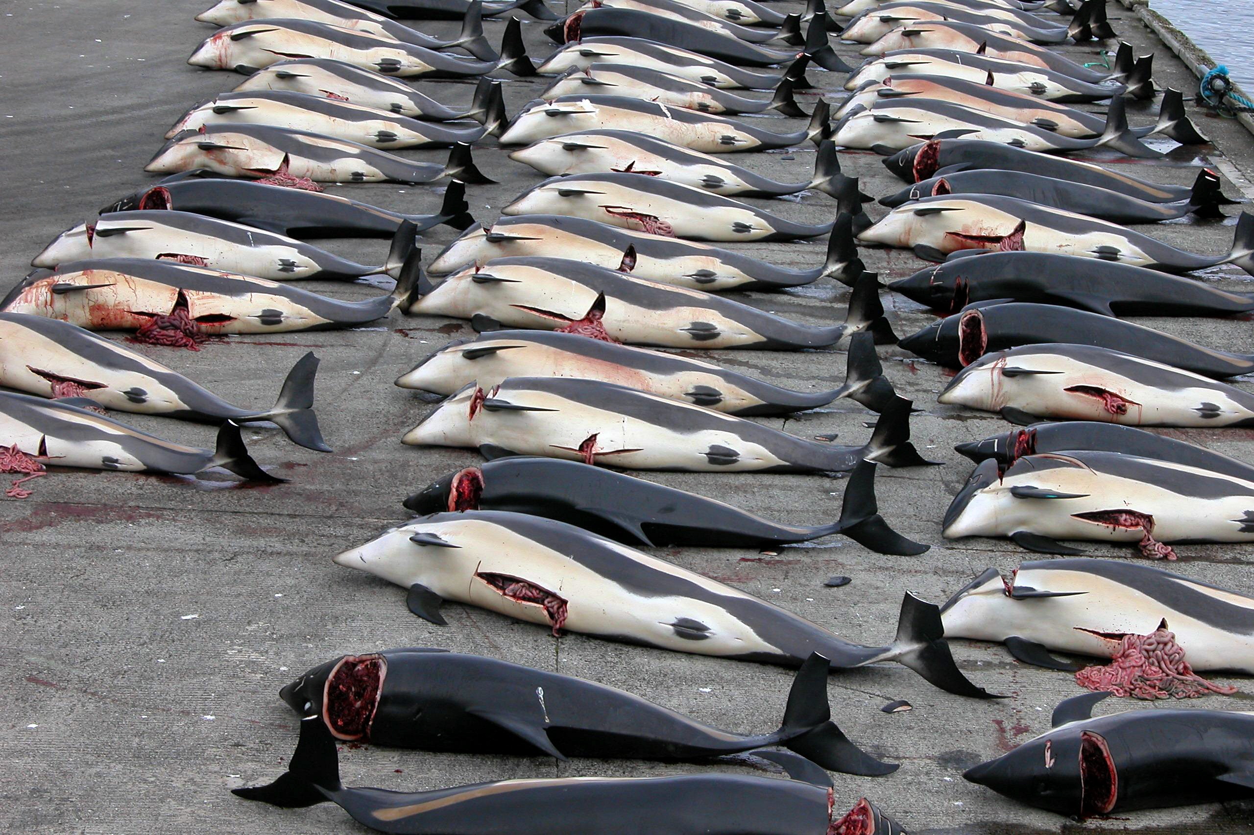 Whaling_in_the_Faroe_Islands.jpg
