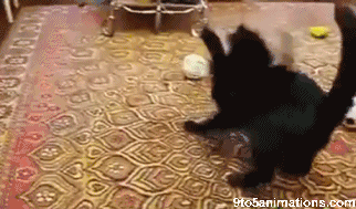 62a9aa3f94ba7fd121fc3eaf46046217.gif