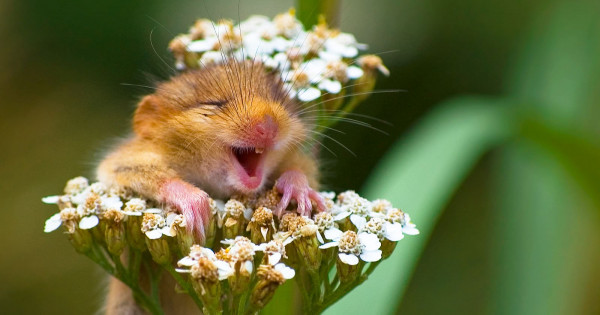 comedywildlifefeatt.jpg