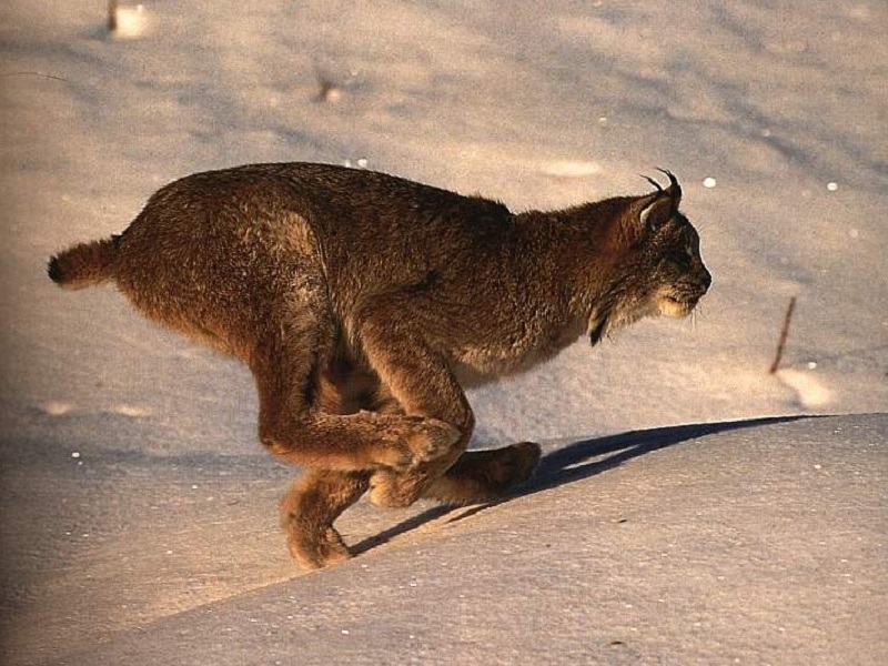 Luchs2.jpg