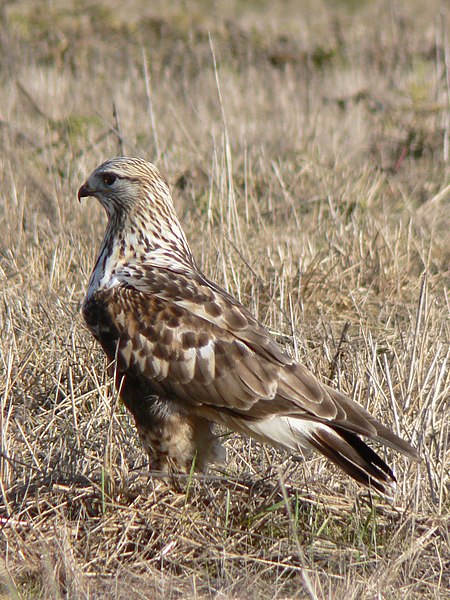 450px-Buteo_lagopus_29283.JPG