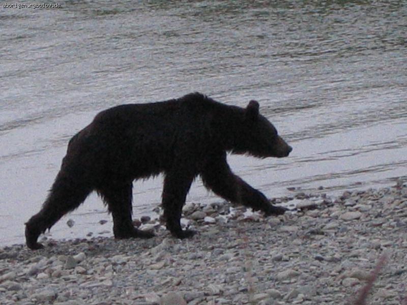 baer1.jpg