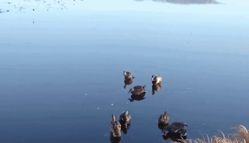 41fd3dd66deeb53854e043d9162f76e0.gif