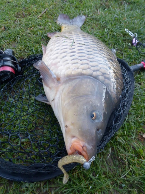 karp_sakura_slit_shad.jpg