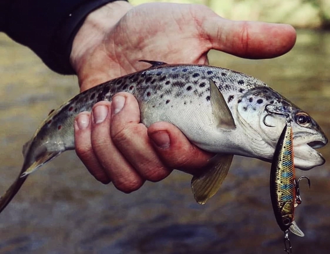 forel-phoxy-minnow-vobler-sakura.jpg