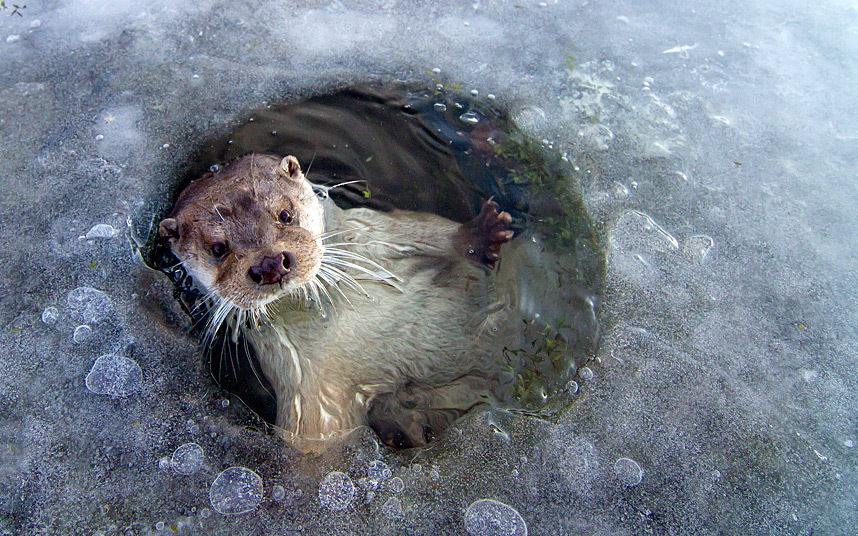 POTD-otter_3136624k.jpg