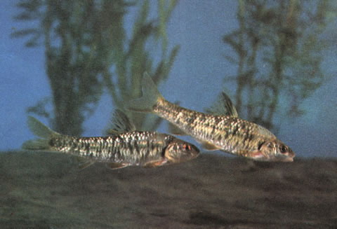 sanig_u1.jpg