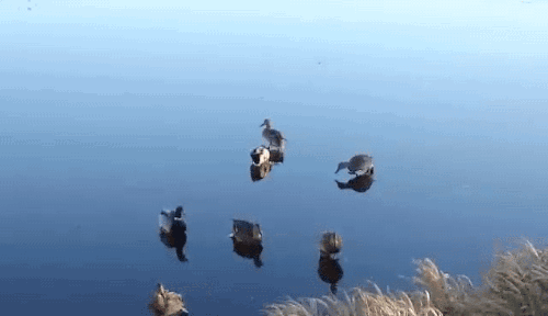 31e060254e446ed6ed64bf4d410c8267.gif
