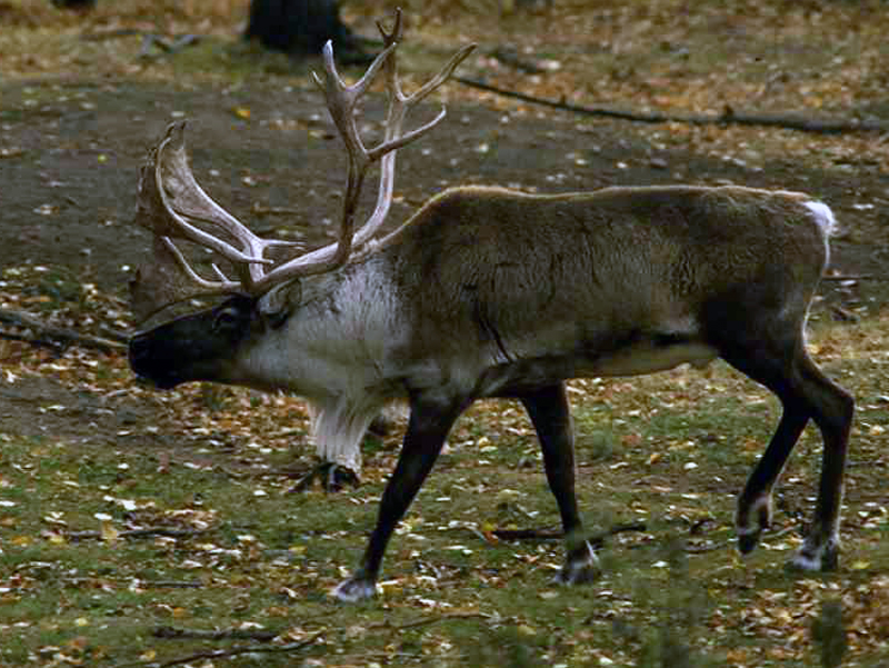 reindeer3.jpg