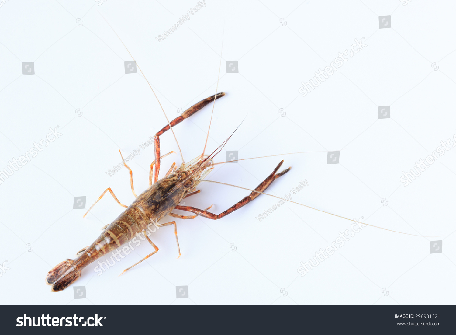 stock-photo-macrobrachium-nipponense-shrimp-introduced-species-denisovo-ryazan-region-pronsky-area-russia-298931321.jpg