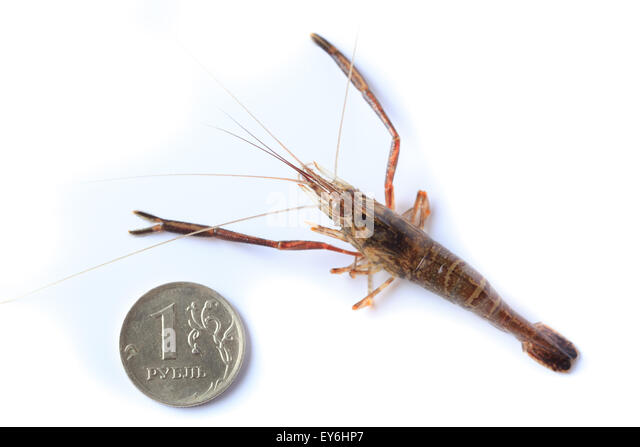 macrobrachium-nipponense-shrimp-introduced-species-denisovo-ryazan-ey6hp7.jpg