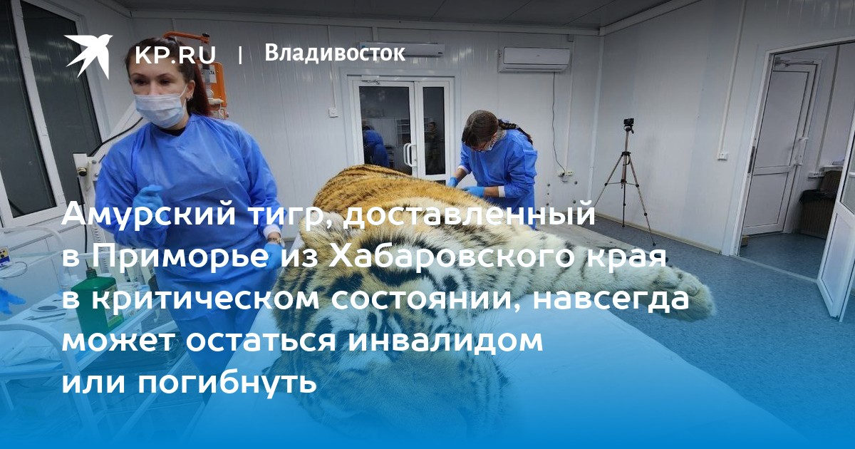 www.dv.kp.ru