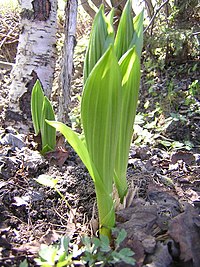 200px-Veratrum_Tourn.jpg